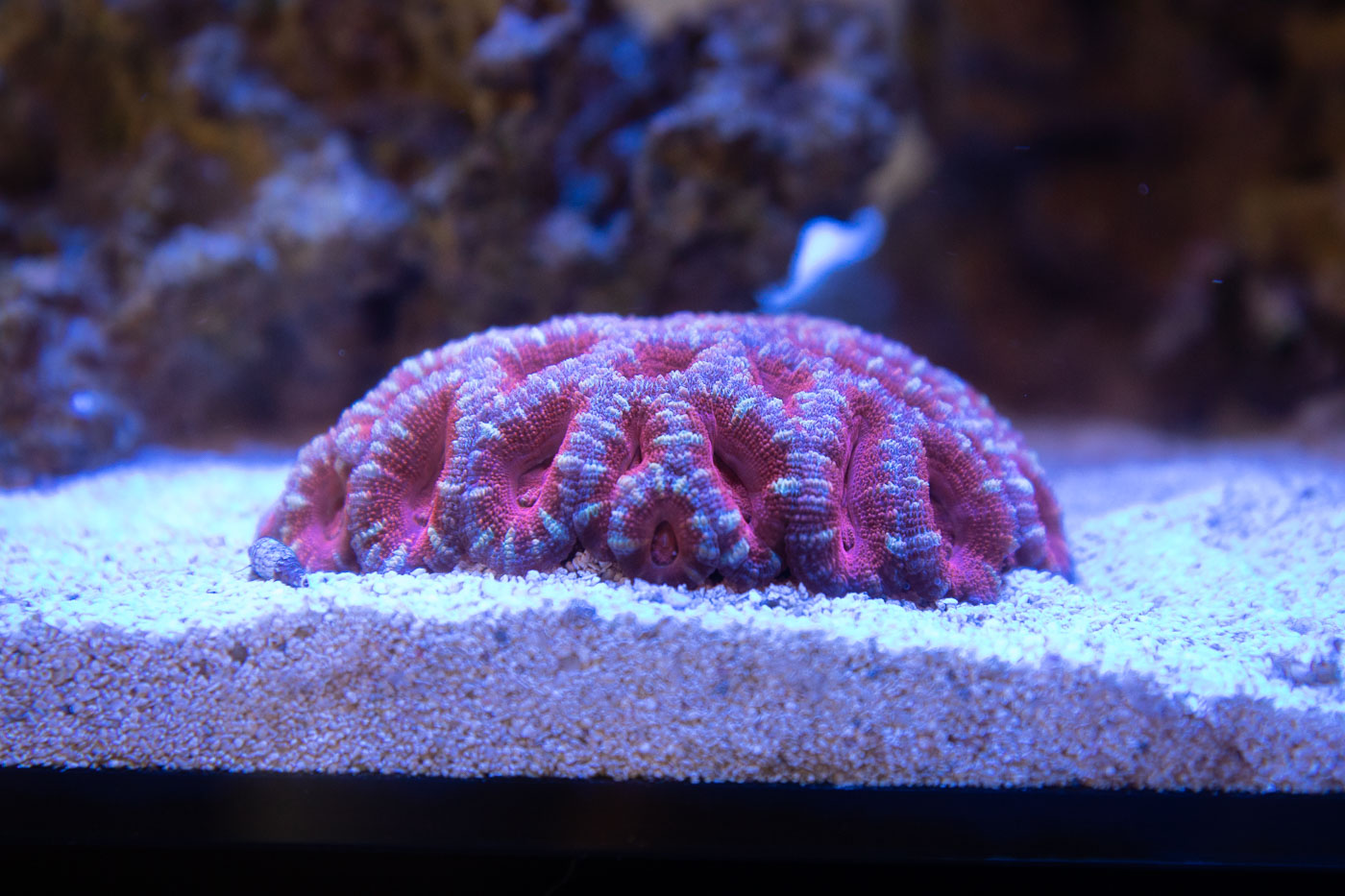 acan coral in a fluval evo nano